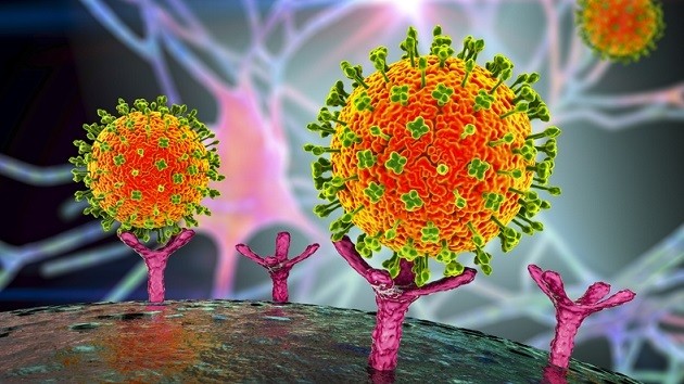 Nipah viruses binding to human cells, illustration
