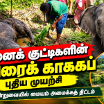 யானைக் குட்டிகளின் உயிரைக் காக்கப் புதிய முயற்சி….. பொலனறுவையில் மையம் அமைக்கத் திட்டம்!!