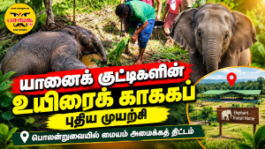 யானைக் குட்டிகளின் உயிரைக் காக்கப் புதிய முயற்சி….. பொலனறுவையில் மையம் அமைக்கத் திட்டம்!!