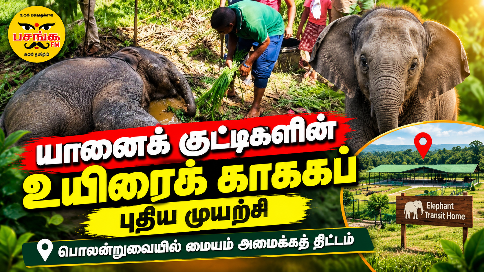 யானைக் குட்டிகளின் உயிரைக் காக்கப் புதிய முயற்சி….. பொலனறுவையில் மையம் அமைக்கத் திட்டம்!!